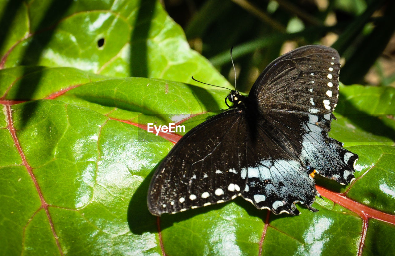 CLOSE-UP OF BUTTERFLY ON PLANT