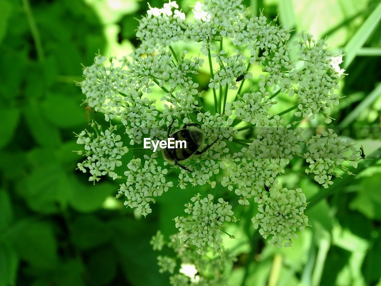 CLOSE-UP OF INSECT ON FLOWER