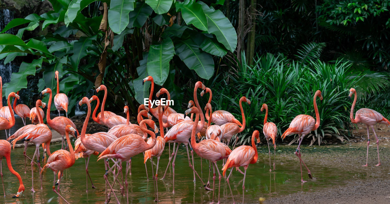 FLOCK OF BIRDS IN LAKE