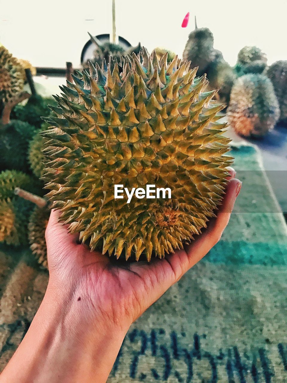 CLOSE-UP OF HANDS HOLDING FLOWER