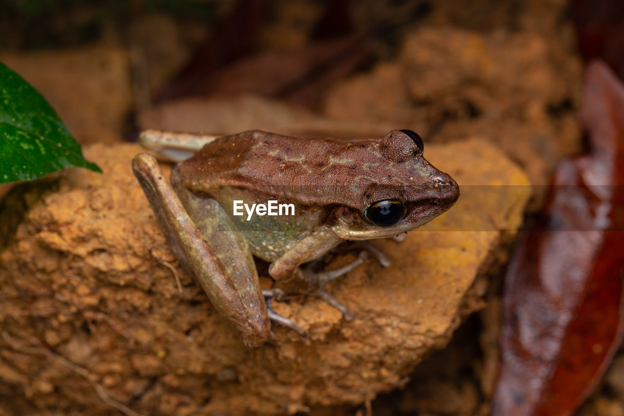 CLOSE-UP OF A FROG