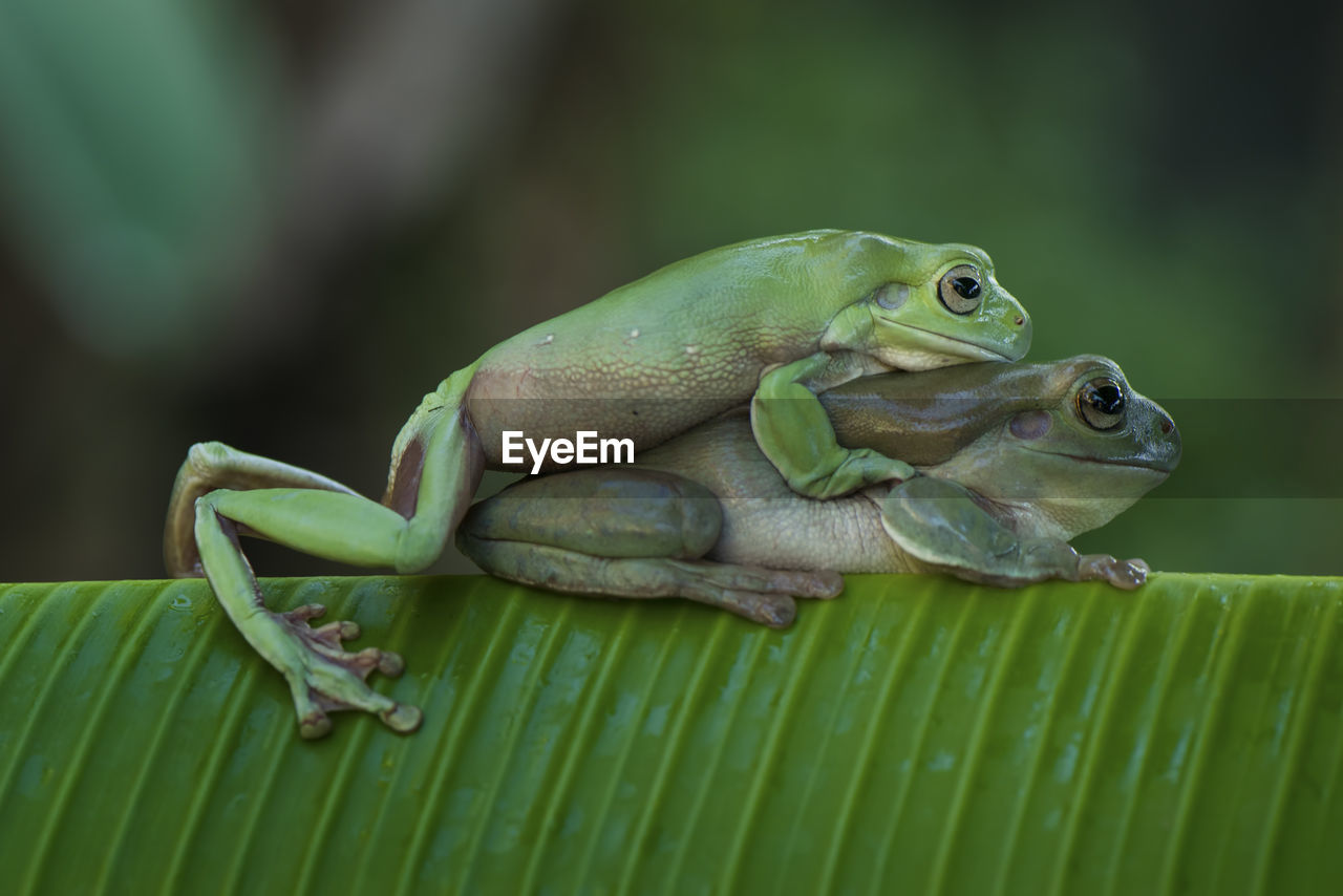 Close-up of frogs mating on banana leaf