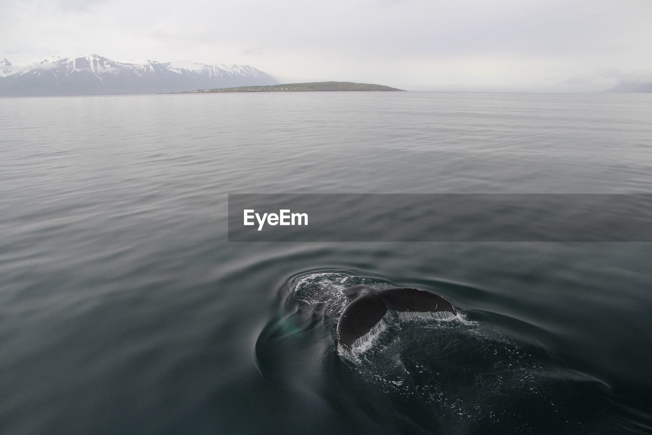 Whale swimming in sea against sky