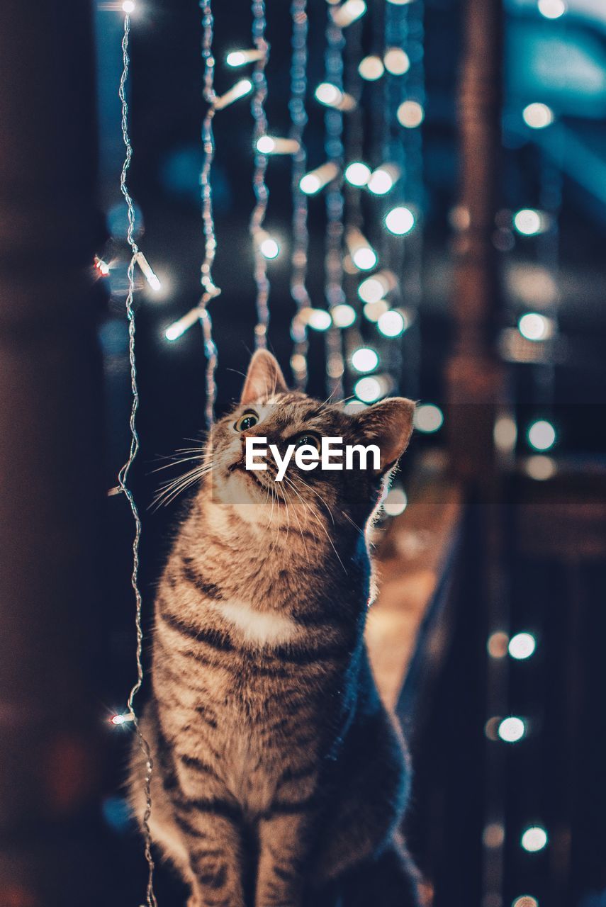 Close-up of cat sitting by illuminated string lights