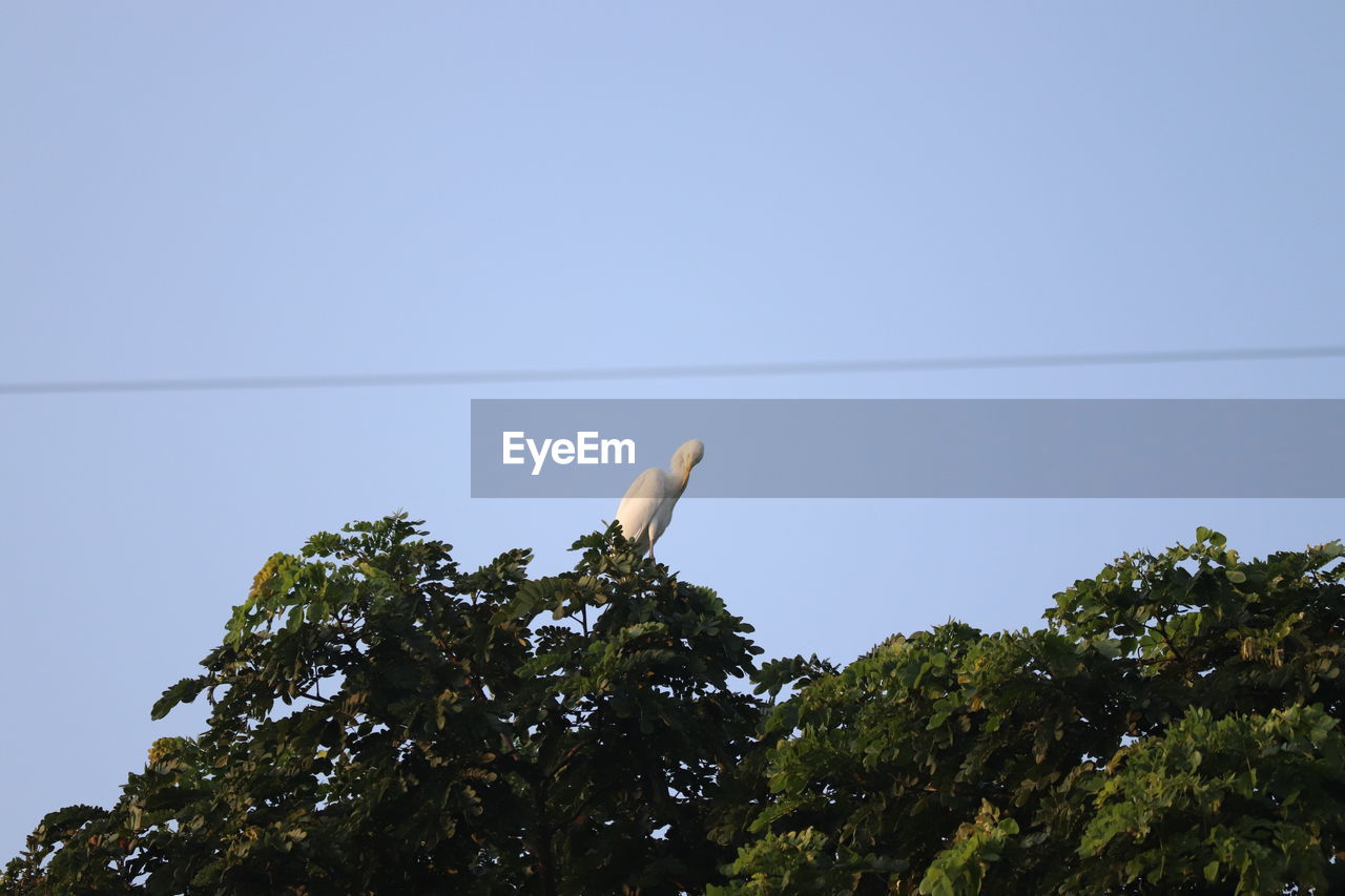 LOW ANGLE VIEW OF BIRD PERCHING ON PLANT AGAINST SKY