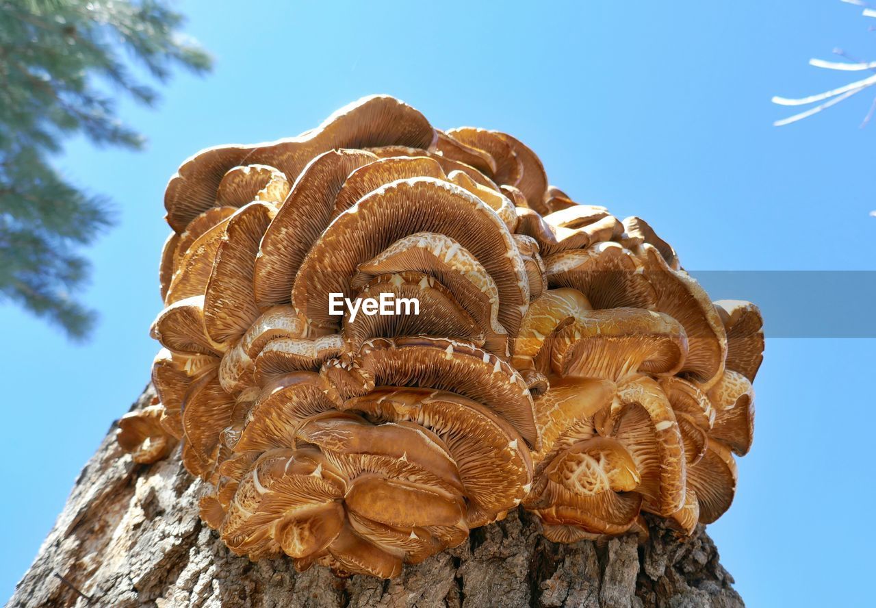 Low angle view of mushrooms growing on tree stump against sky