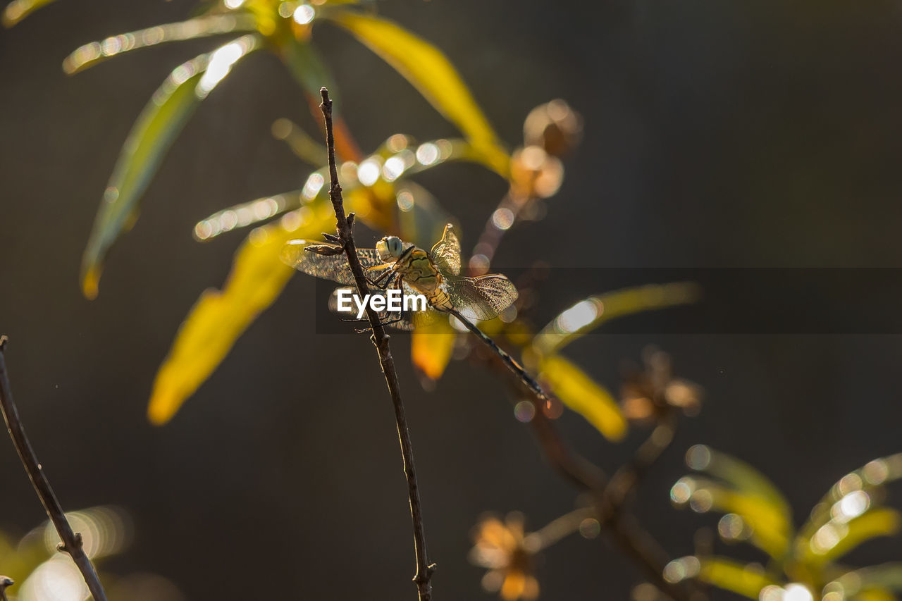 CLOSE-UP OF INSECT ON RED FLOWER