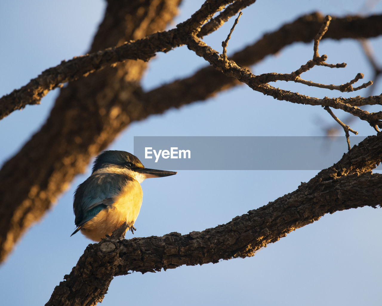 LOW ANGLE VIEW OF BIRD PERCHING ON TREE