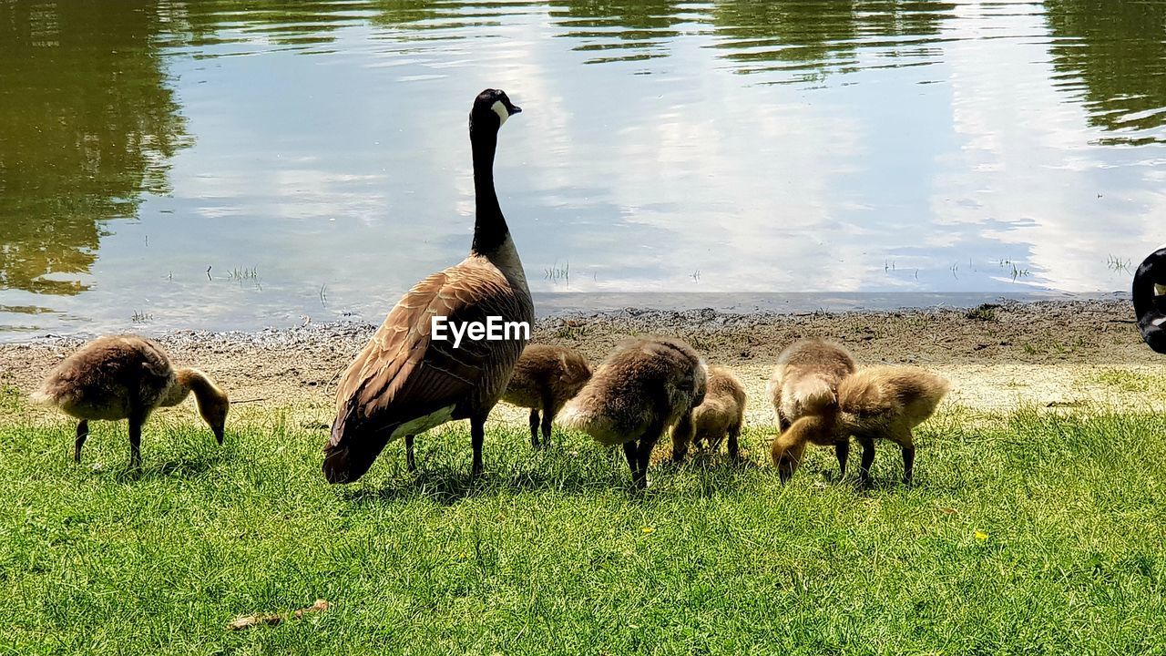 FLOCK OF SHEEP IN A FIELD