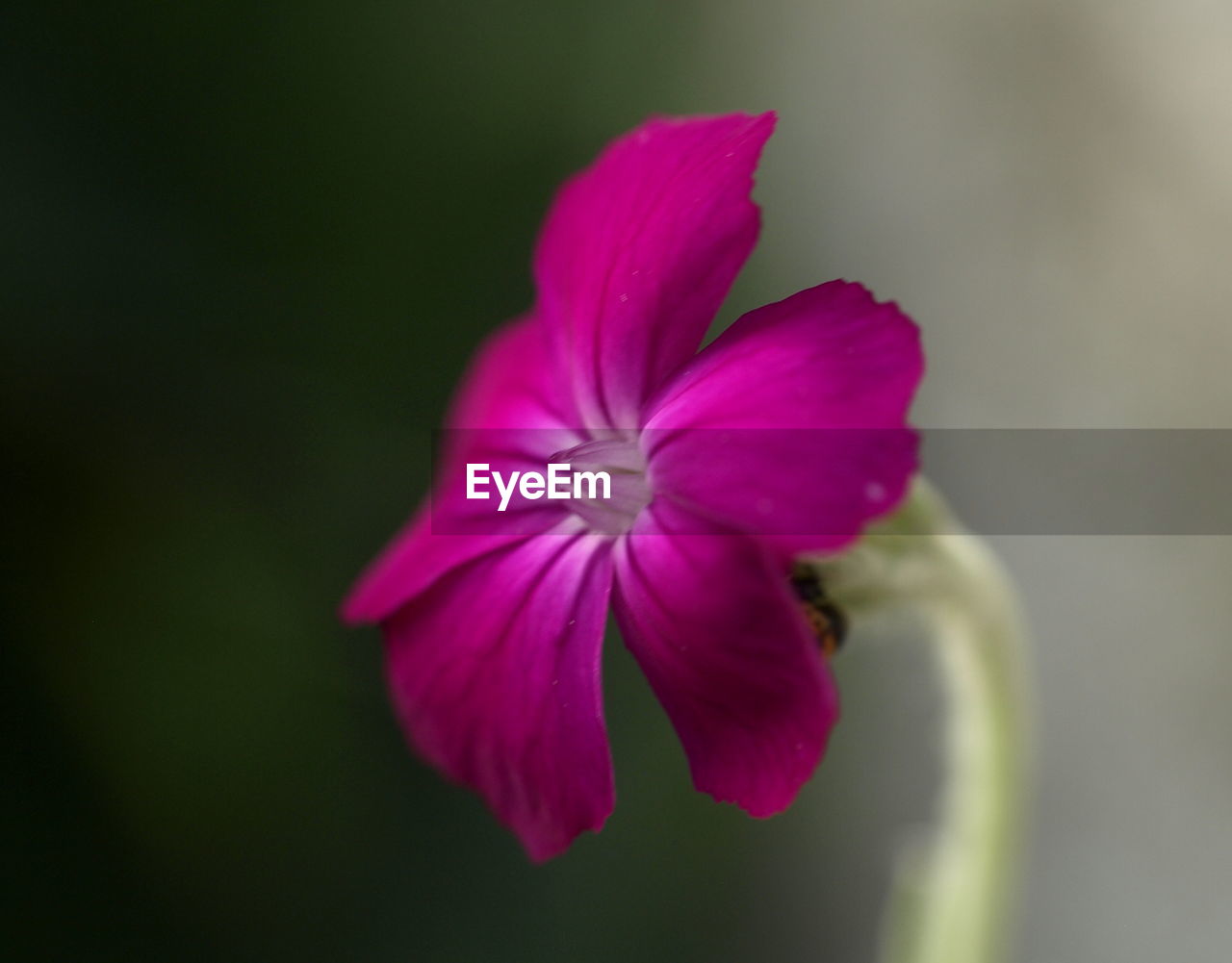 CLOSE-UP OF PINK FLOWERS BLOOMING