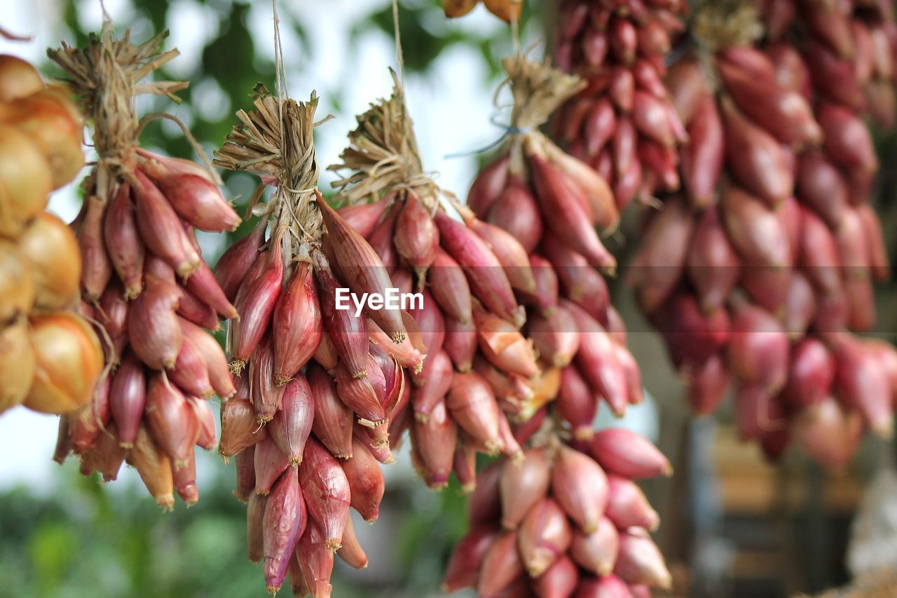 Close-up of fruits for sale