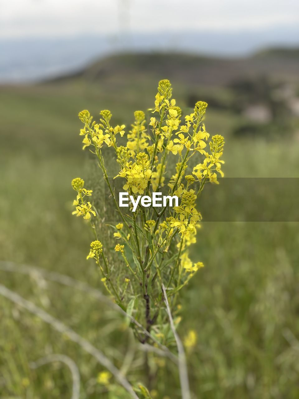 CLOSE-UP OF YELLOW FLOWERING PLANTS ON LAND