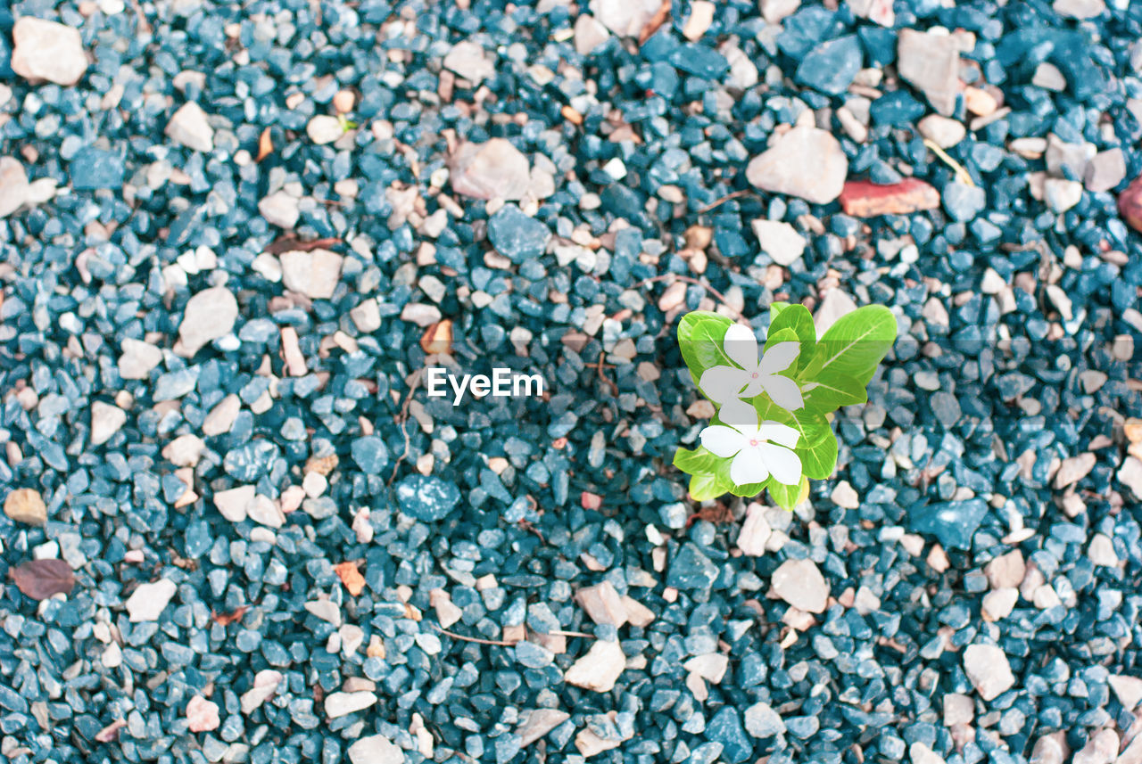 HIGH ANGLE VIEW OF LEAVES ON PEBBLES