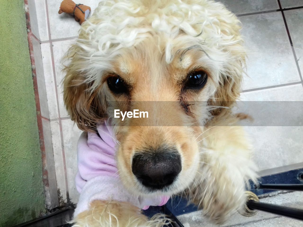 CLOSE-UP PORTRAIT OF DOG IN PEN