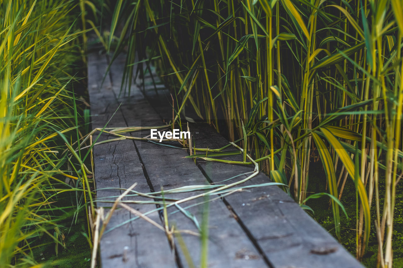 Boardwalk amidst grass