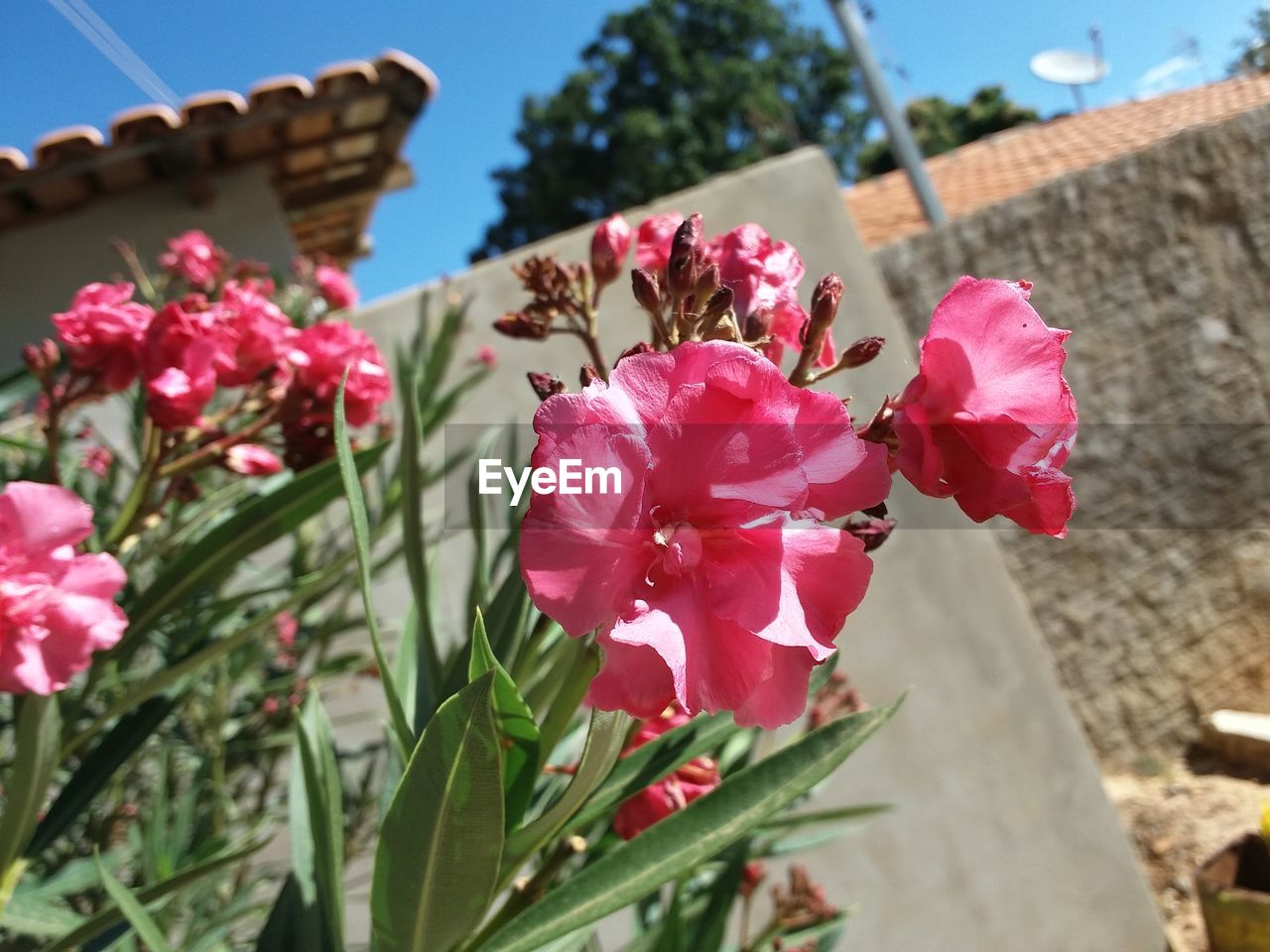 CLOSE-UP OF PINK FLOWERS BLOOMING AGAINST SKY