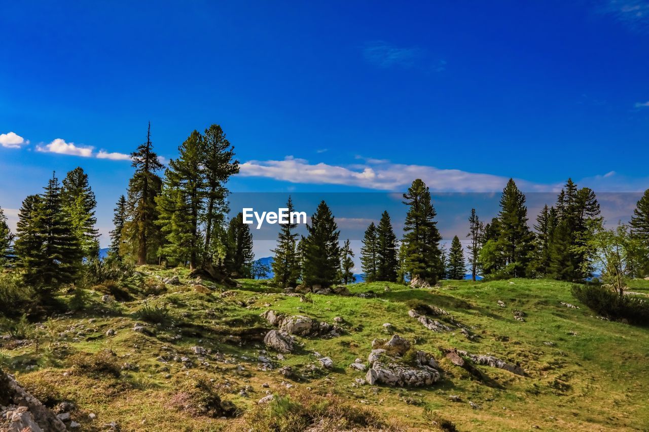 SCENIC VIEW OF TREES AGAINST SKY