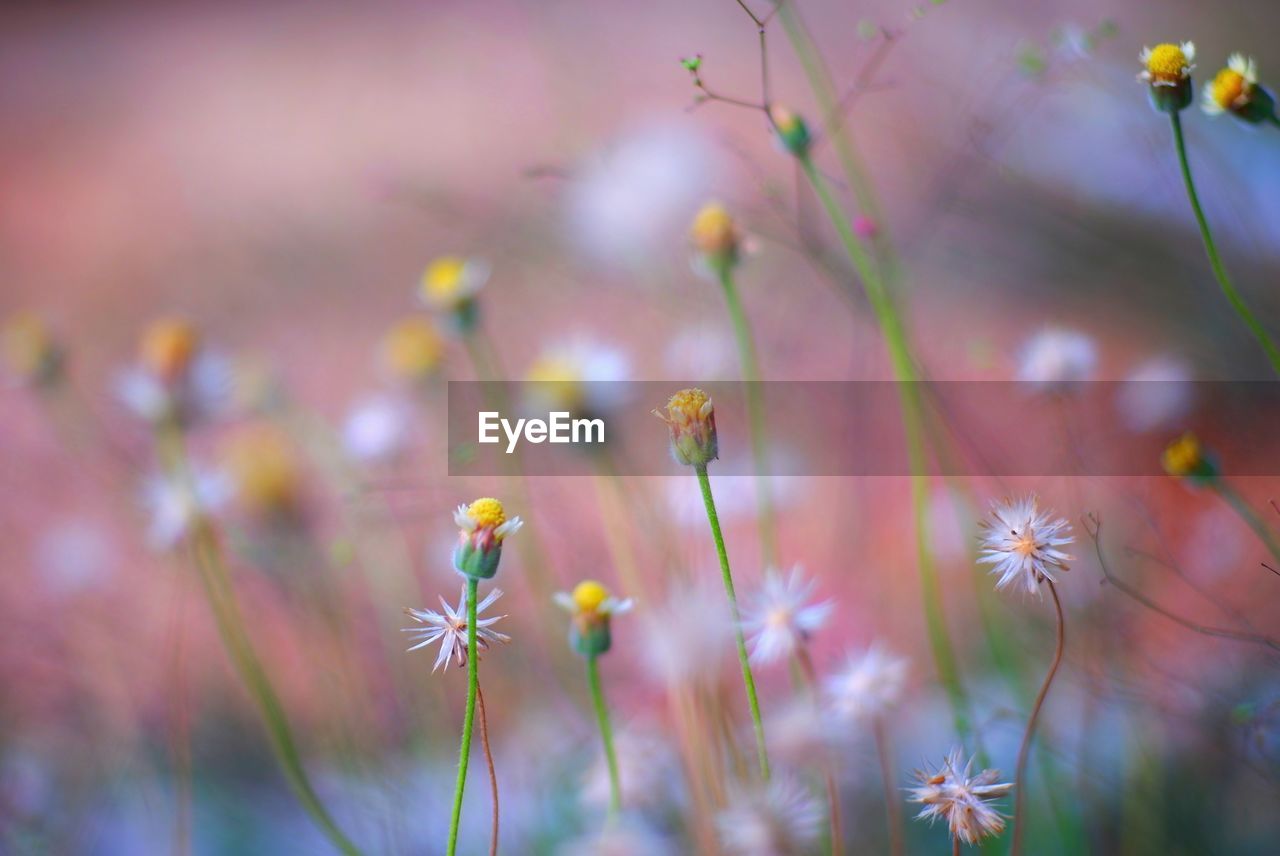 CLOSE-UP OF FLOWERING PLANTS GROWING ON FIELD