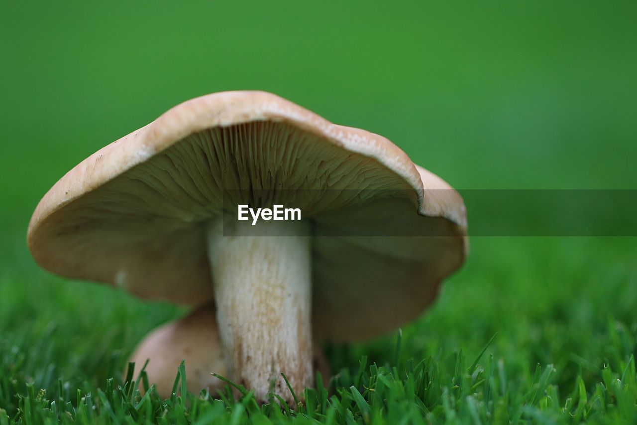 Close-up of mushroom on grass