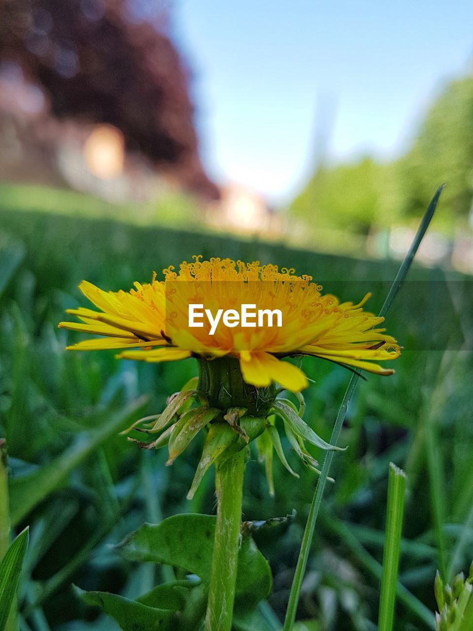 CLOSE-UP OF YELLOW FLOWER BLOOMING IN GARDEN