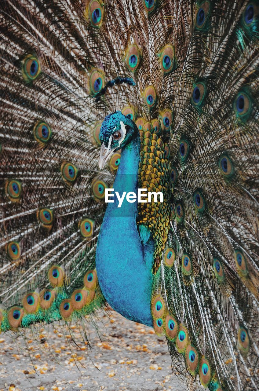 detail shot of peacock