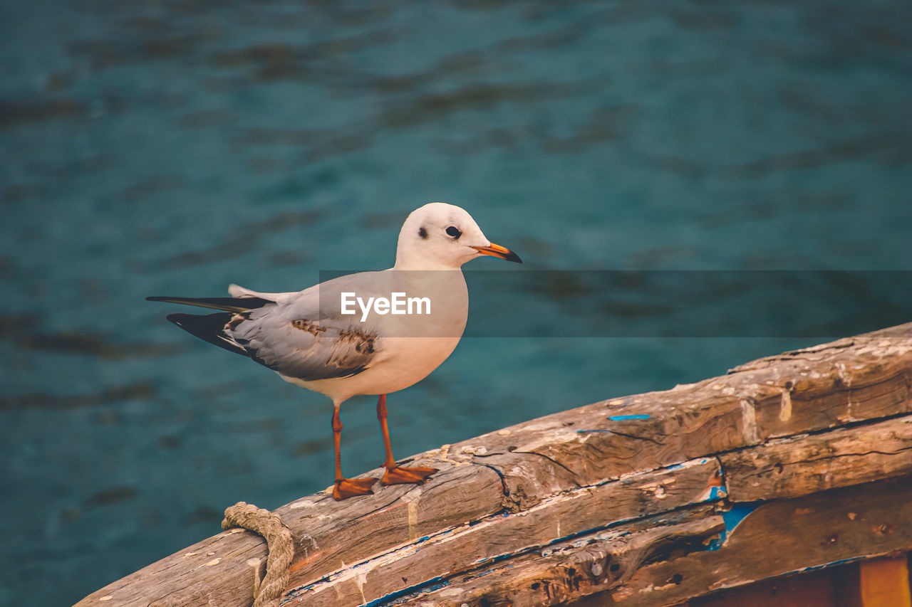 Seagull on the edge of an old fisher boat in the little harbor of ortigia island siracusa, sicily