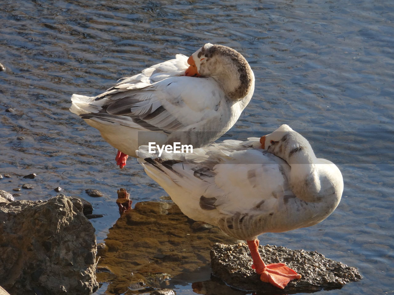 Close-up of seagull perching on lake