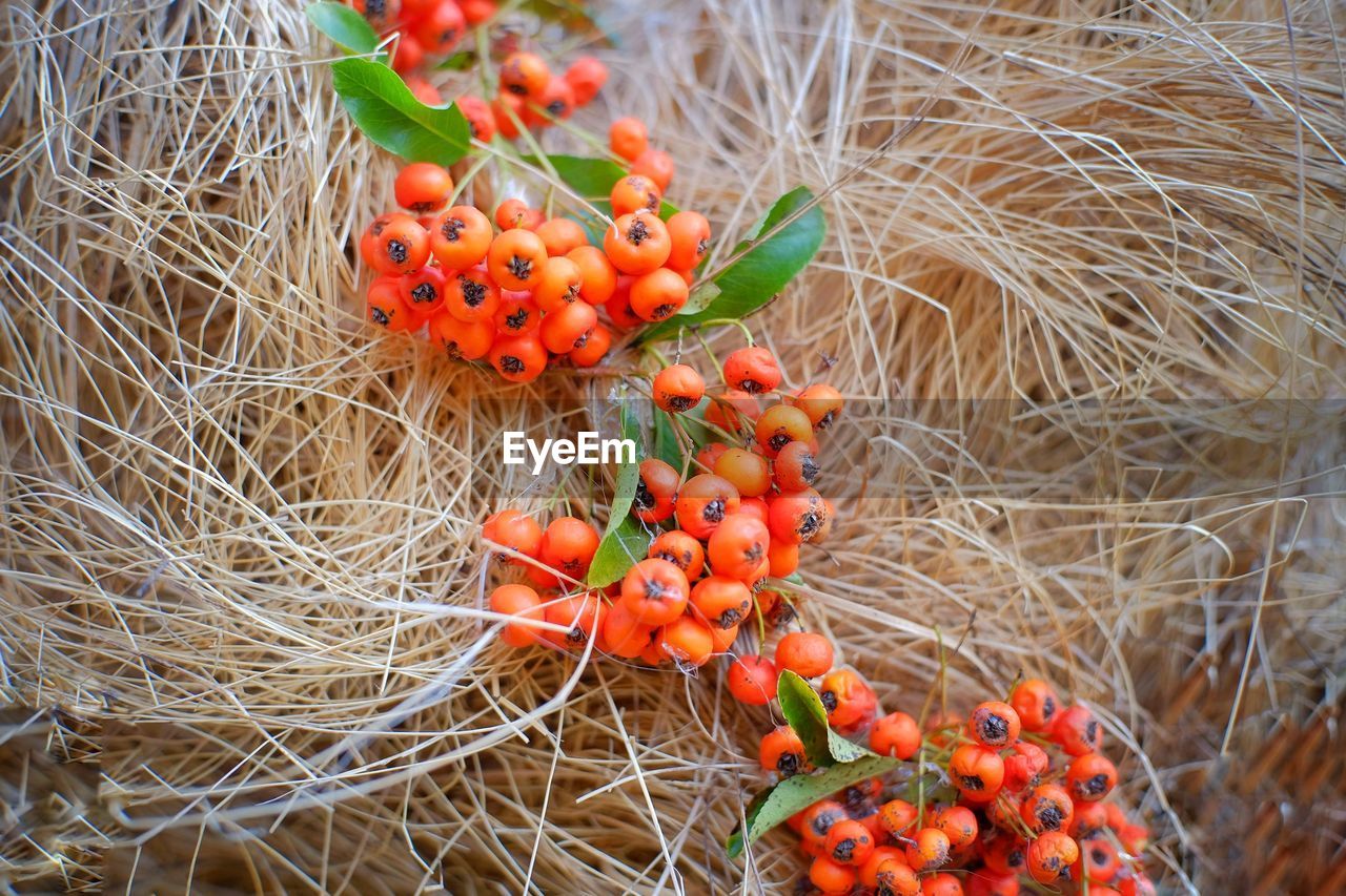High angle view of berries growing on tree