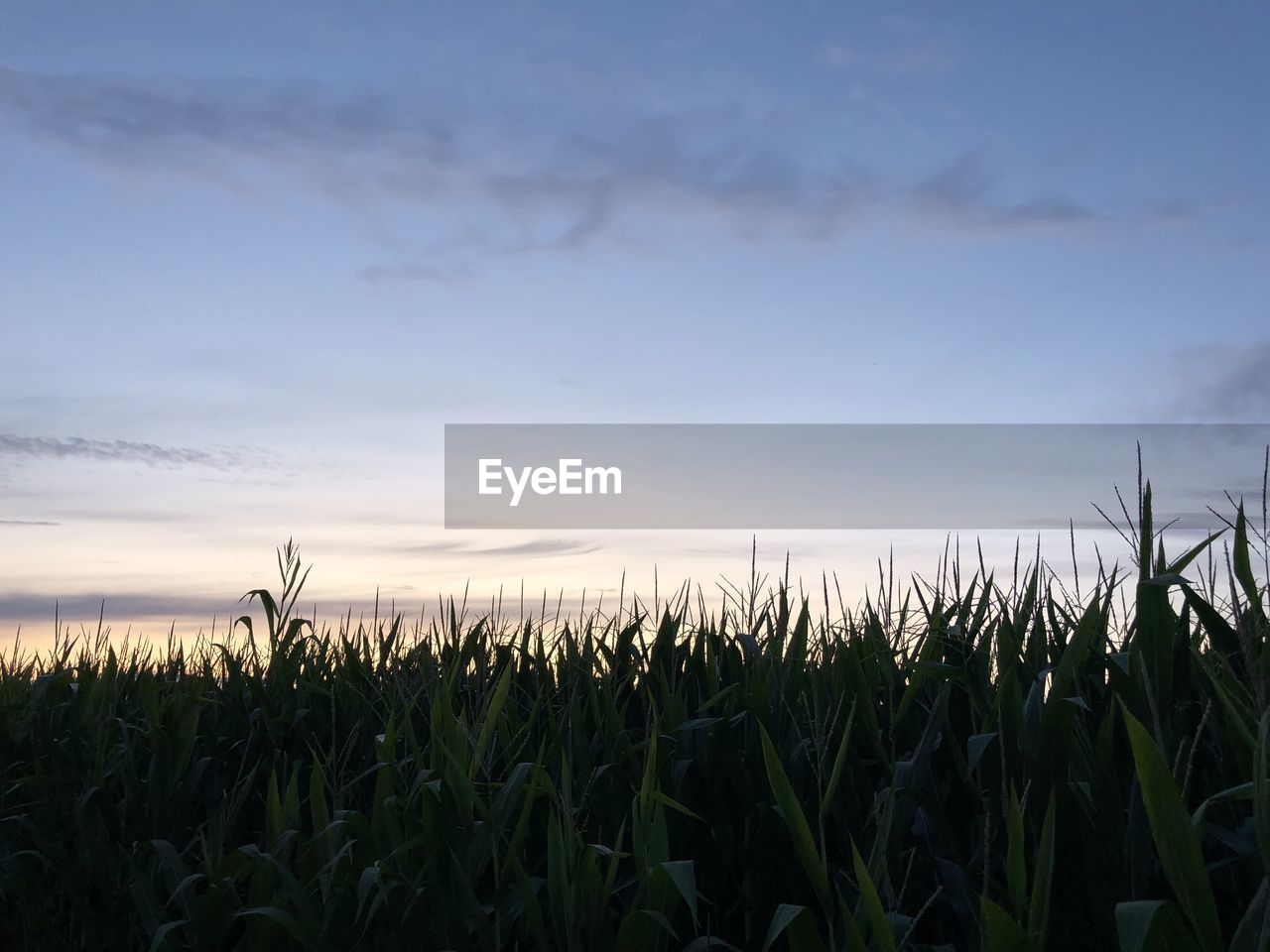 Crops growing on field against sky