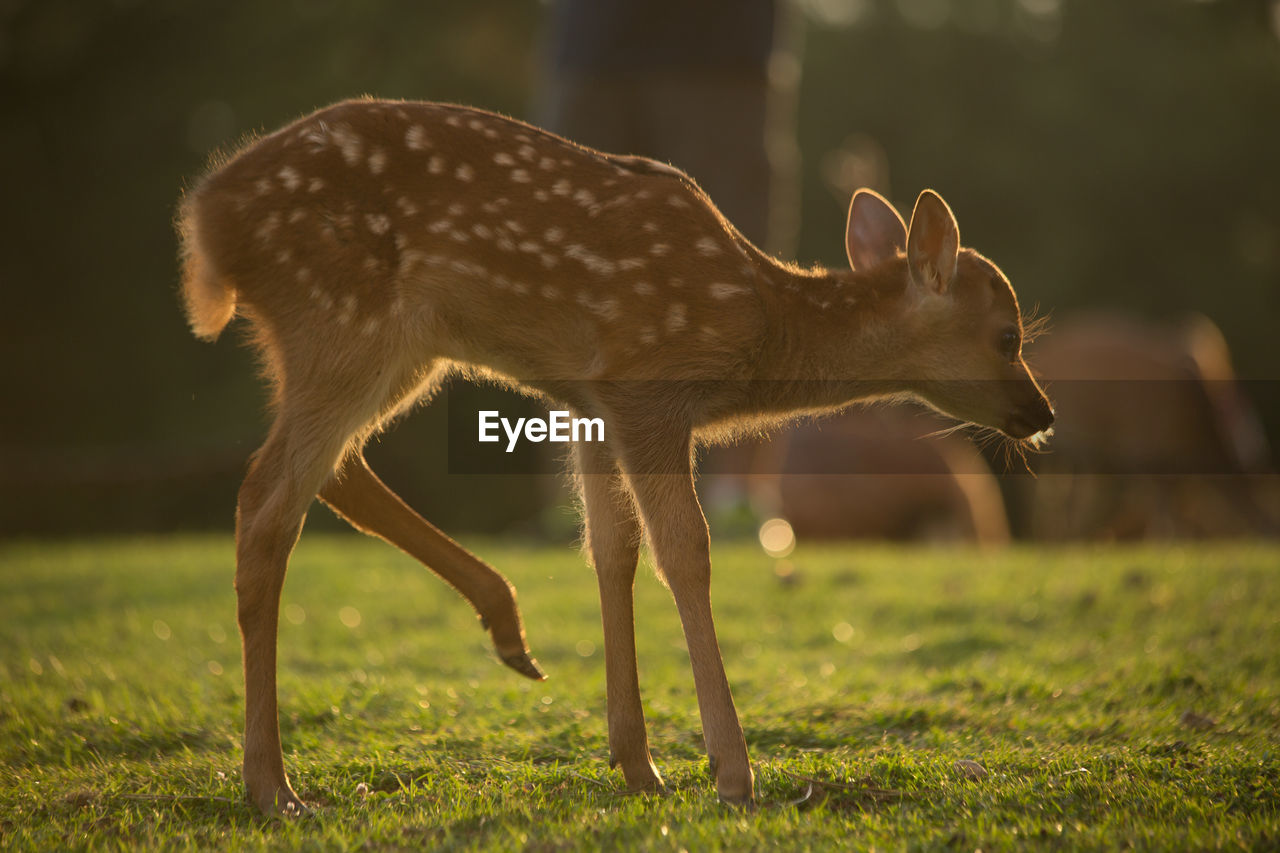 Side view of an animal on land