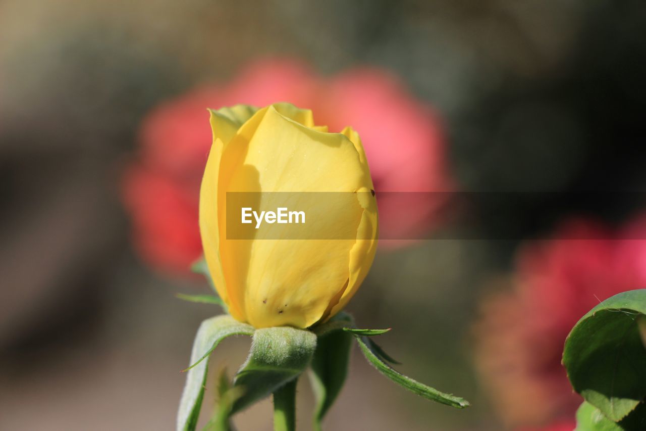 Close-up of yellow flower blooming outdoors