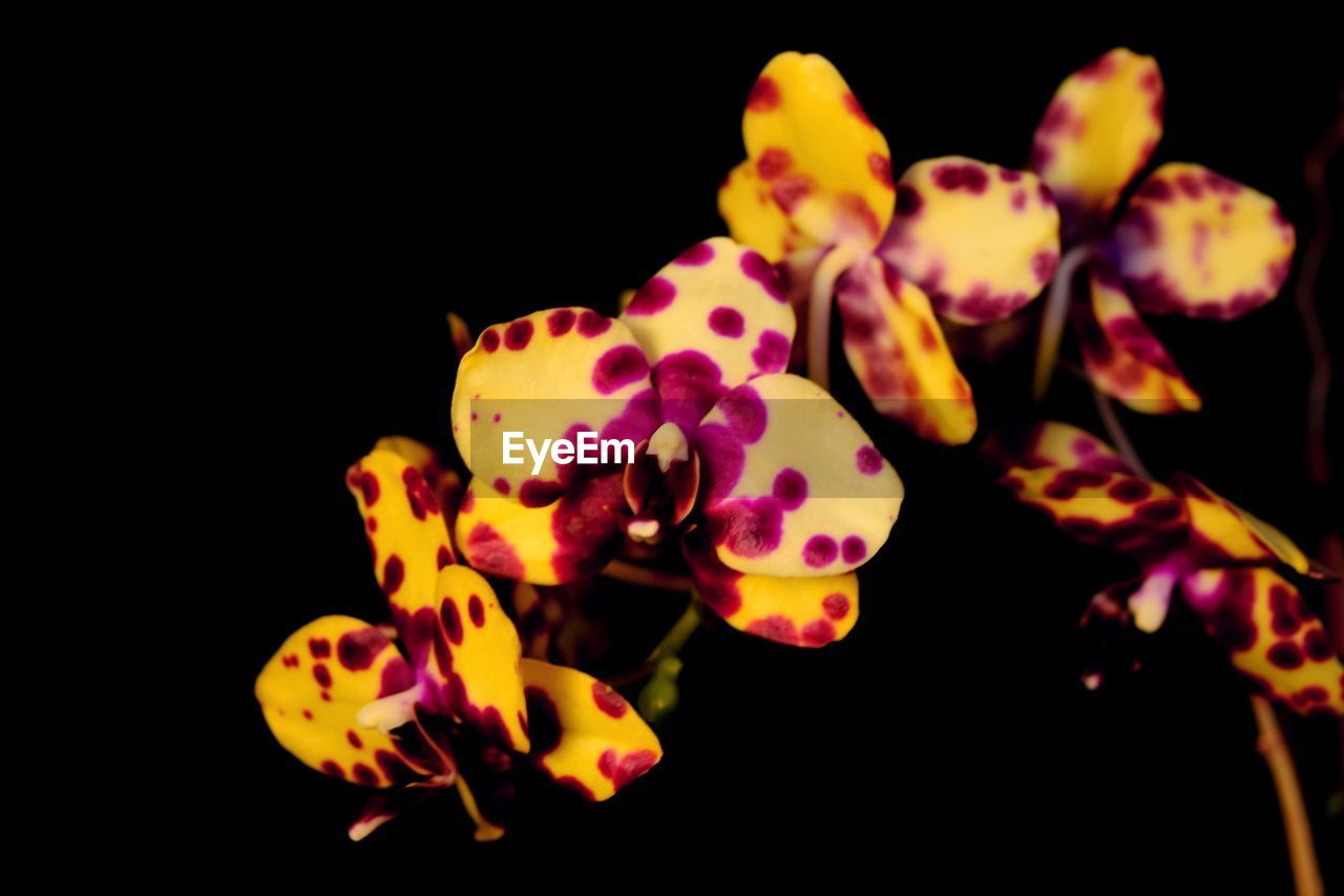 CLOSE-UP OF FLOWERS OVER BLACK BACKGROUND