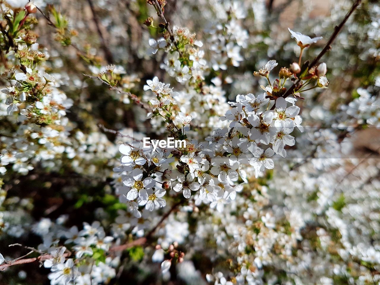 Close-up of flower tree