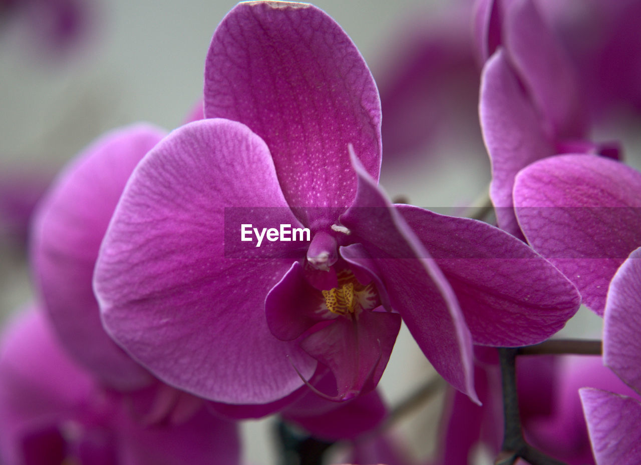 Orchid flower closeup