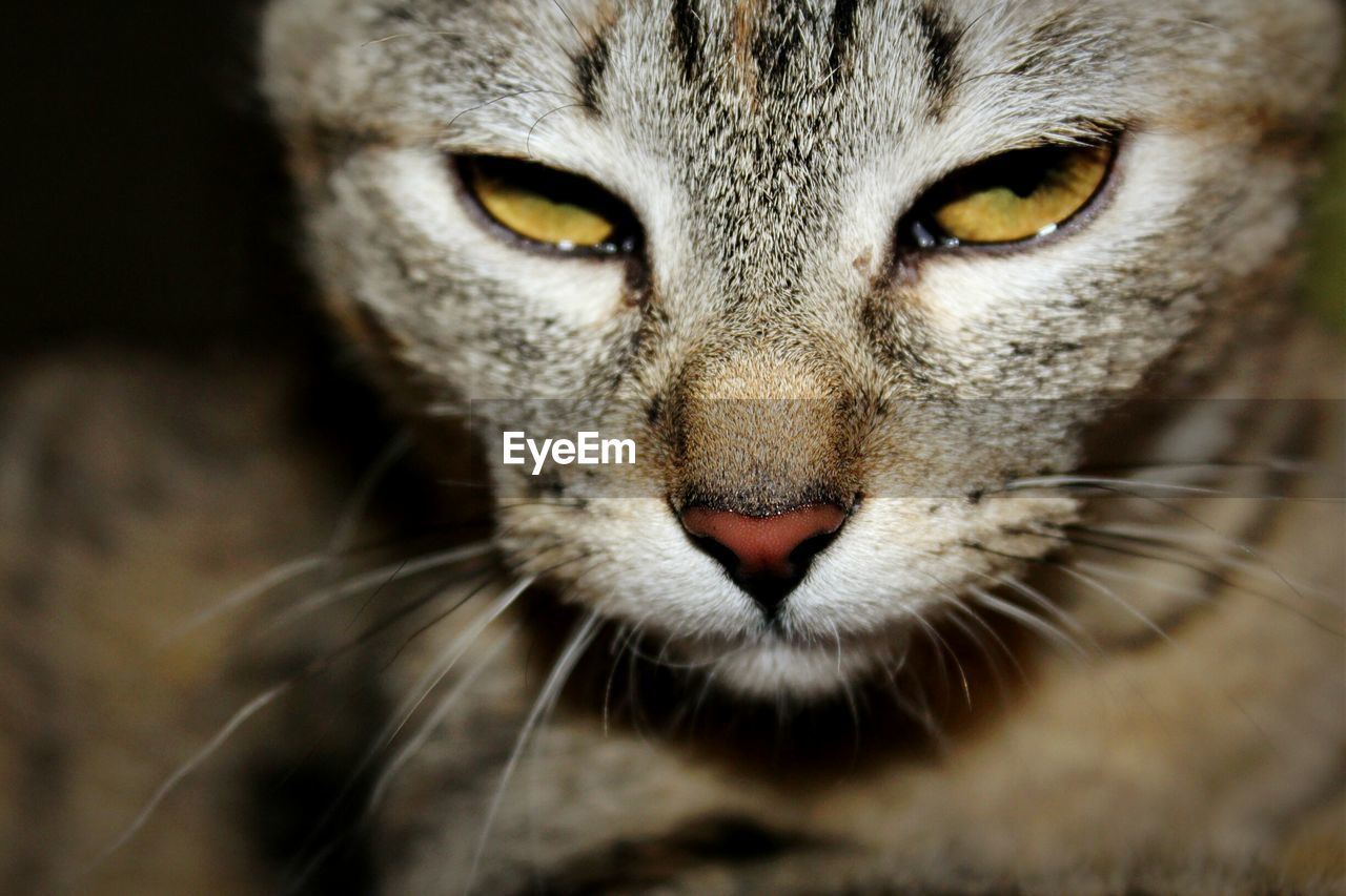 Close-up portrait of cat