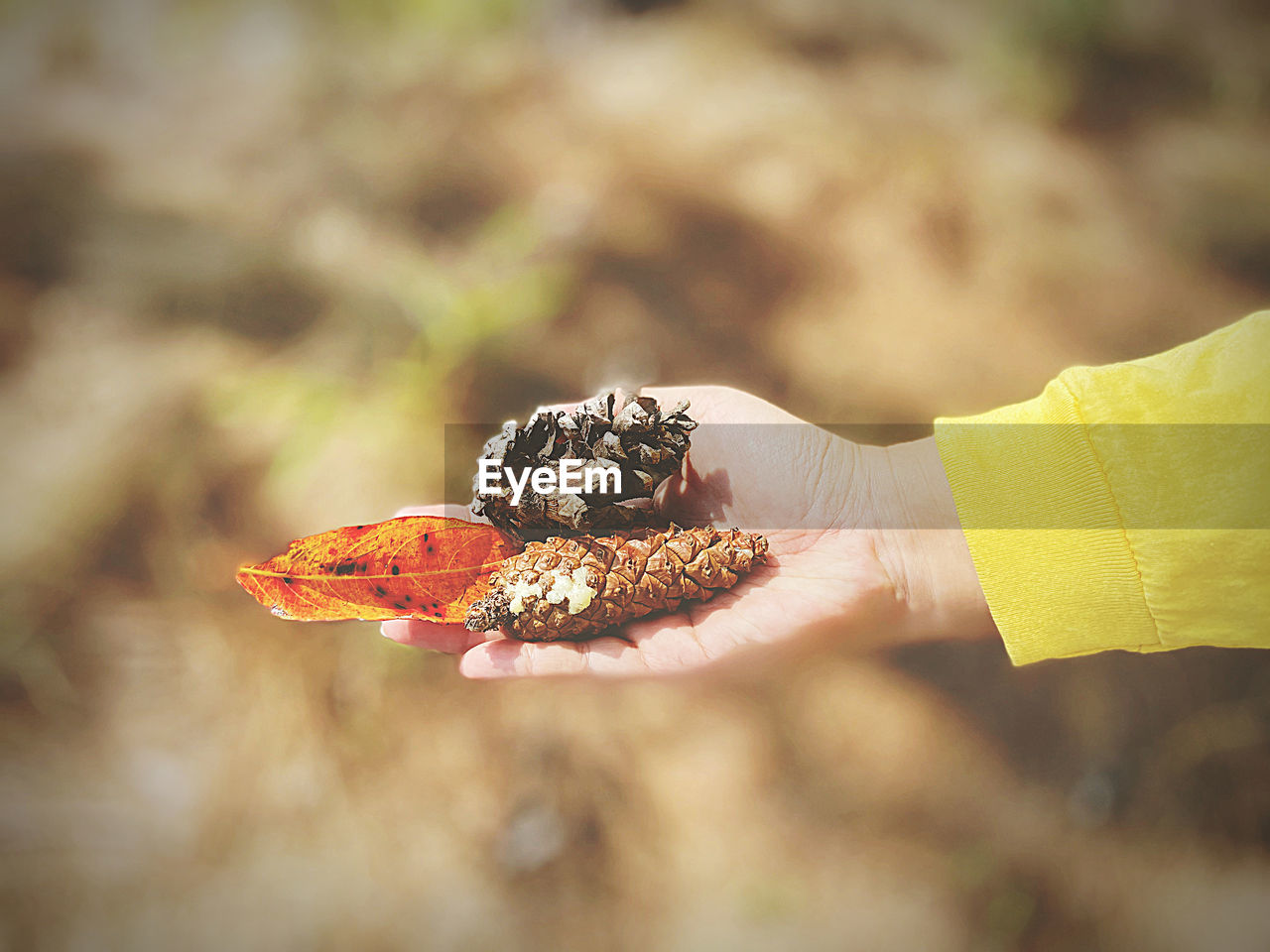 Close-up of hand holding leaf