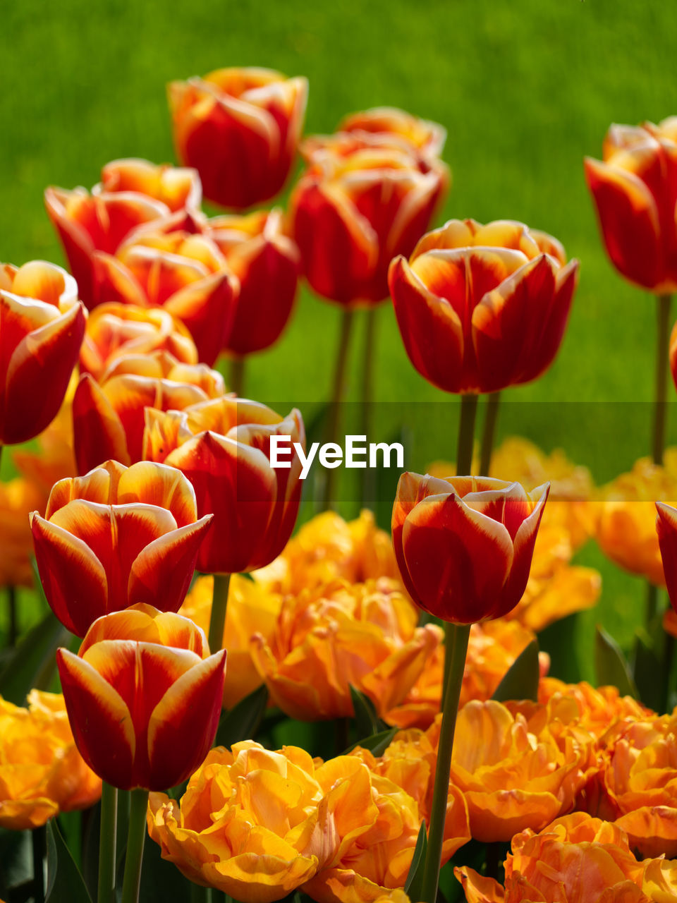 flower, flowering plant, plant, beauty in nature, freshness, tulip, petal, nature, fragility, flower head, close-up, inflorescence, growth, no people, red, focus on foreground, springtime, yellow, plant part, leaf, outdoors, sunlight, vibrant color, day, green, field, orange color, flowerbed, multi colored, botany, blossom, plant stem, garden