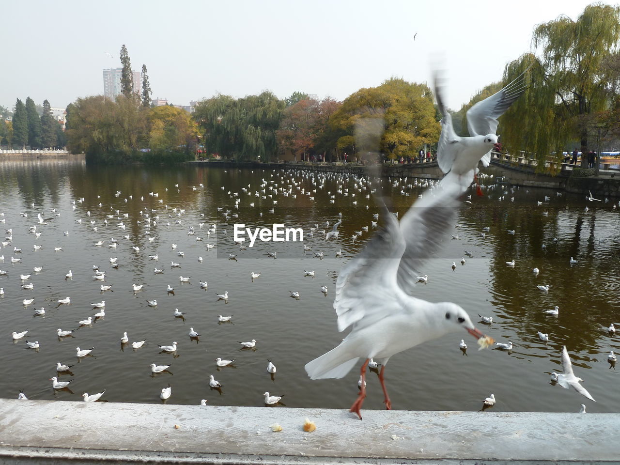 VIEW OF SEAGULL FLYING OVER LAKE