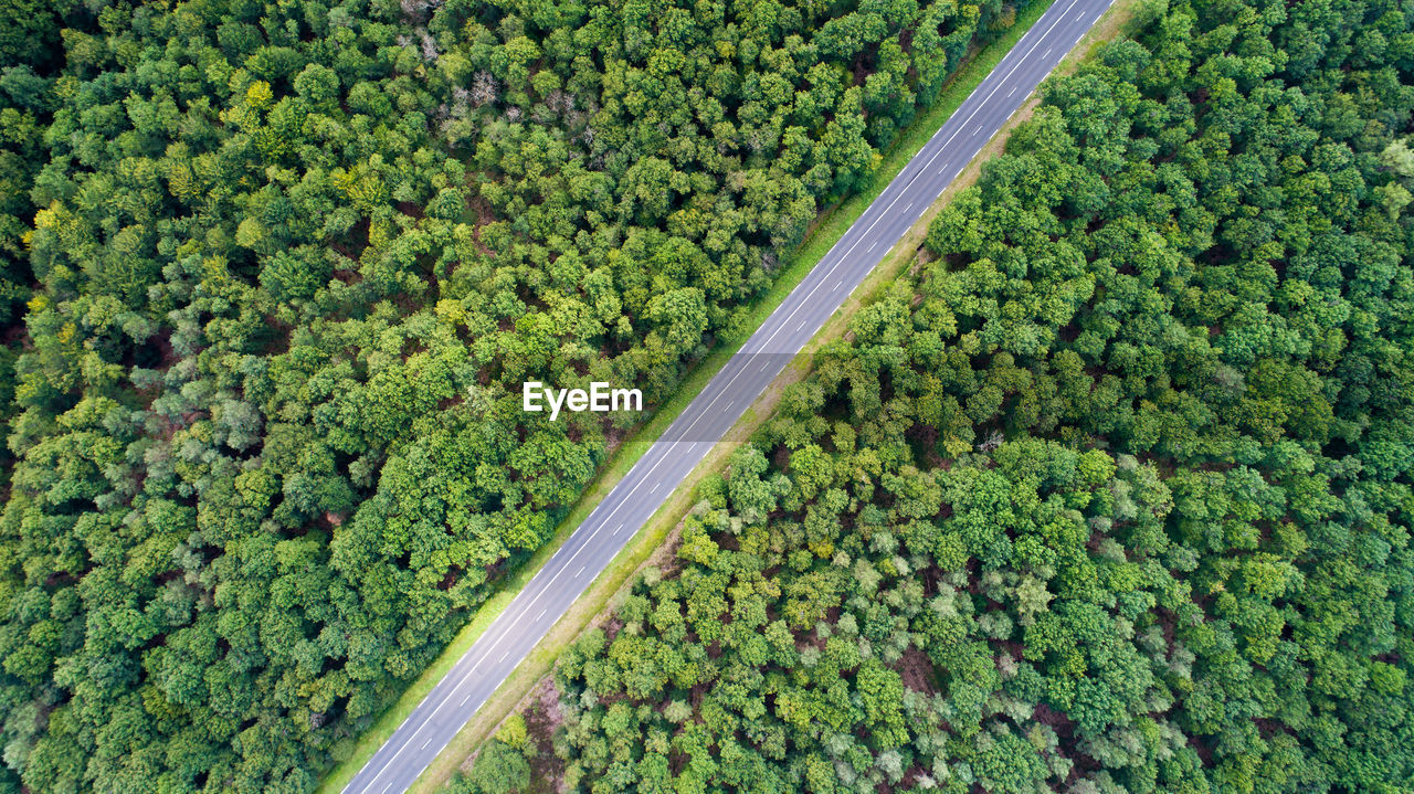 HIGH ANGLE VIEW OF PLANTS ON ROAD