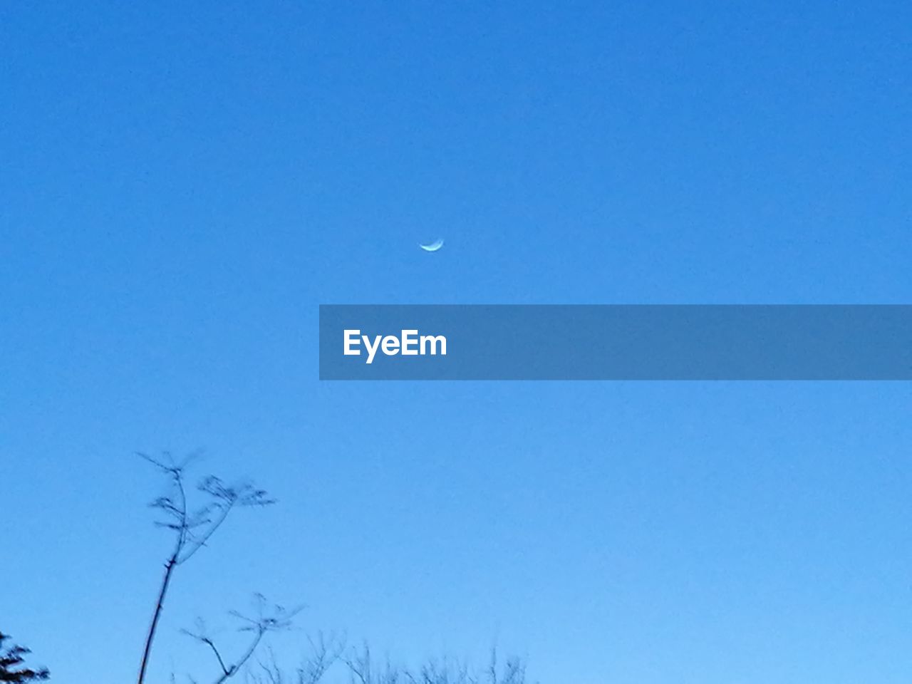 LOW ANGLE VIEW OF BLUE SKY AND BARE TREE AGAINST CLEAR MOON
