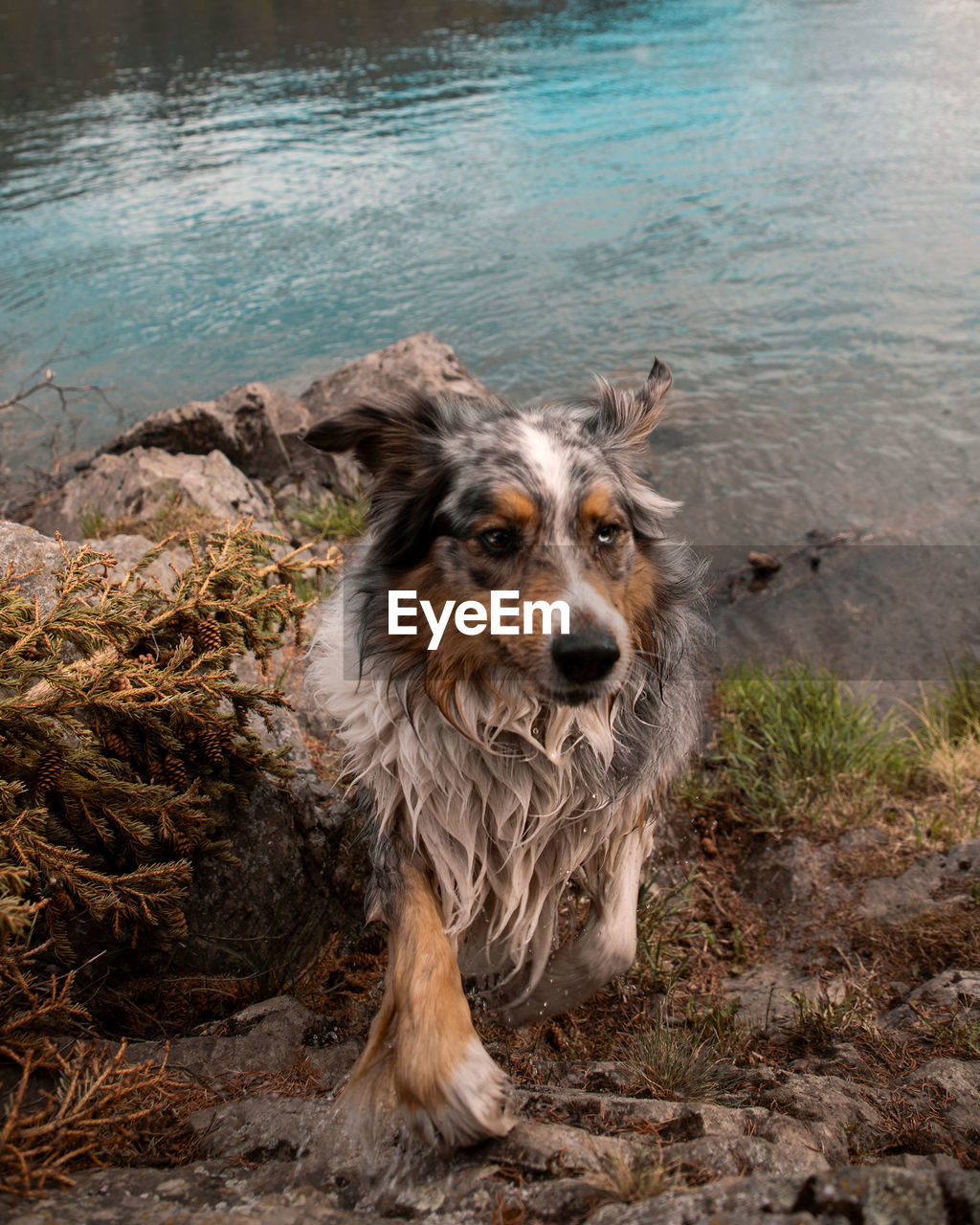 Happy, wet dog shakes water after swim in river