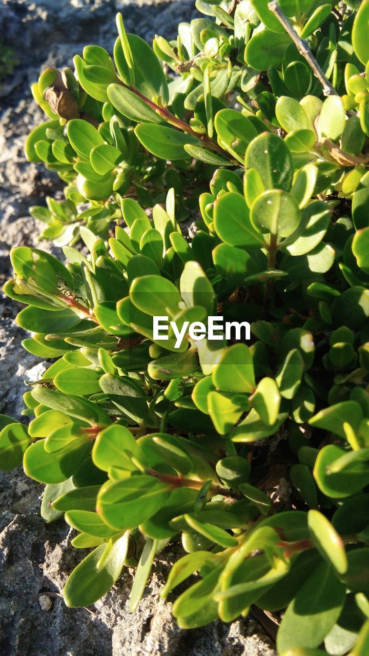 HIGH ANGLE VIEW OF FRESH GREEN PLANT