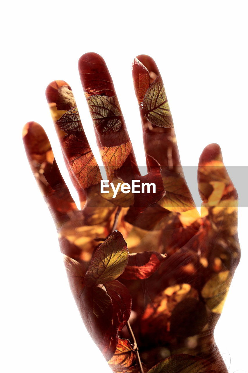 Double exposure of autumn leaves and human hand against white background