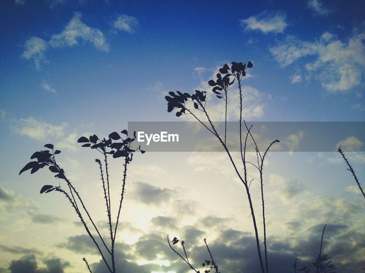 Low angle view of plants growing against sky