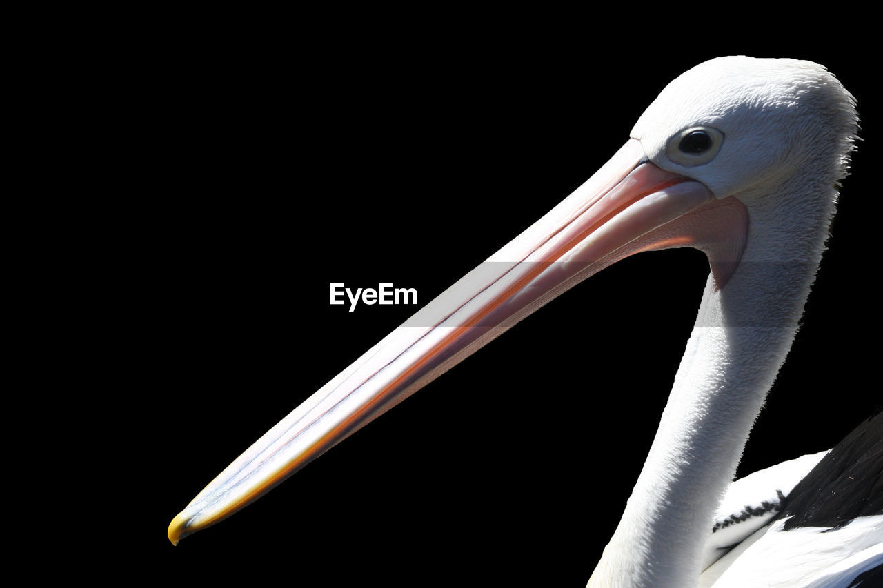 Pelican in australia