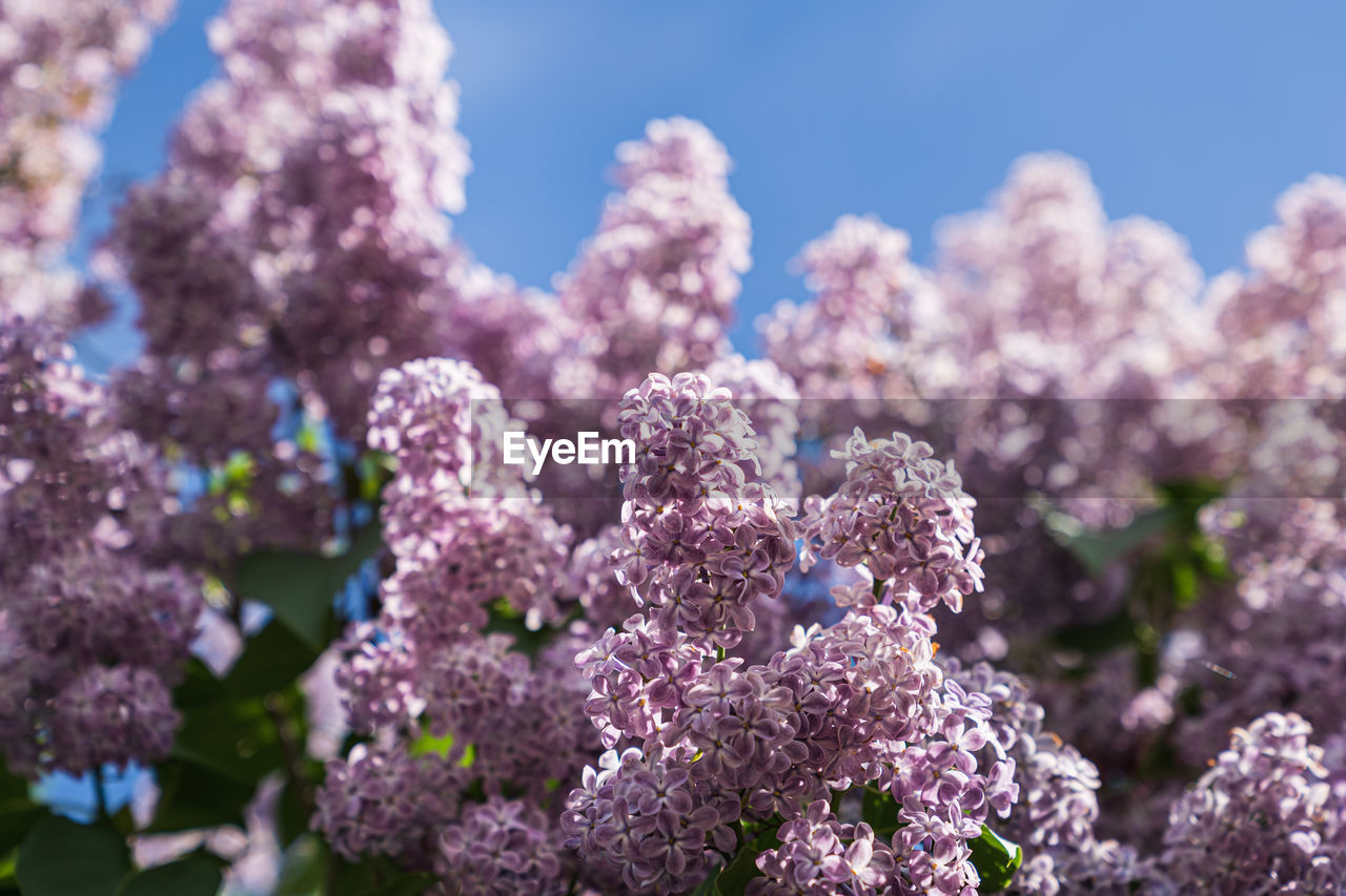 CLOSE-UP OF PURPLE CHERRY BLOSSOM