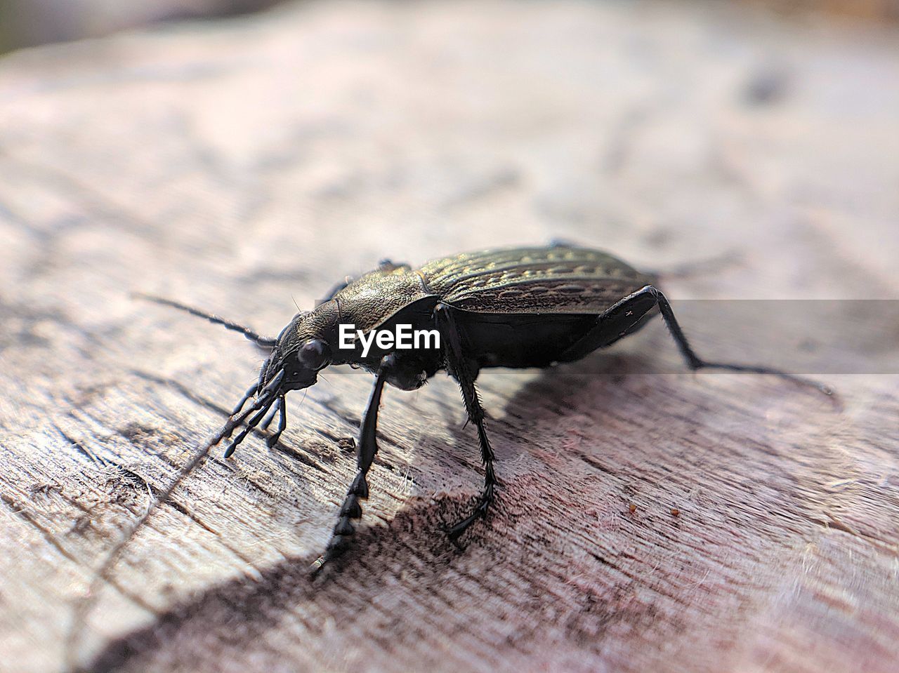 CLOSE-UP OF HOUSEFLY