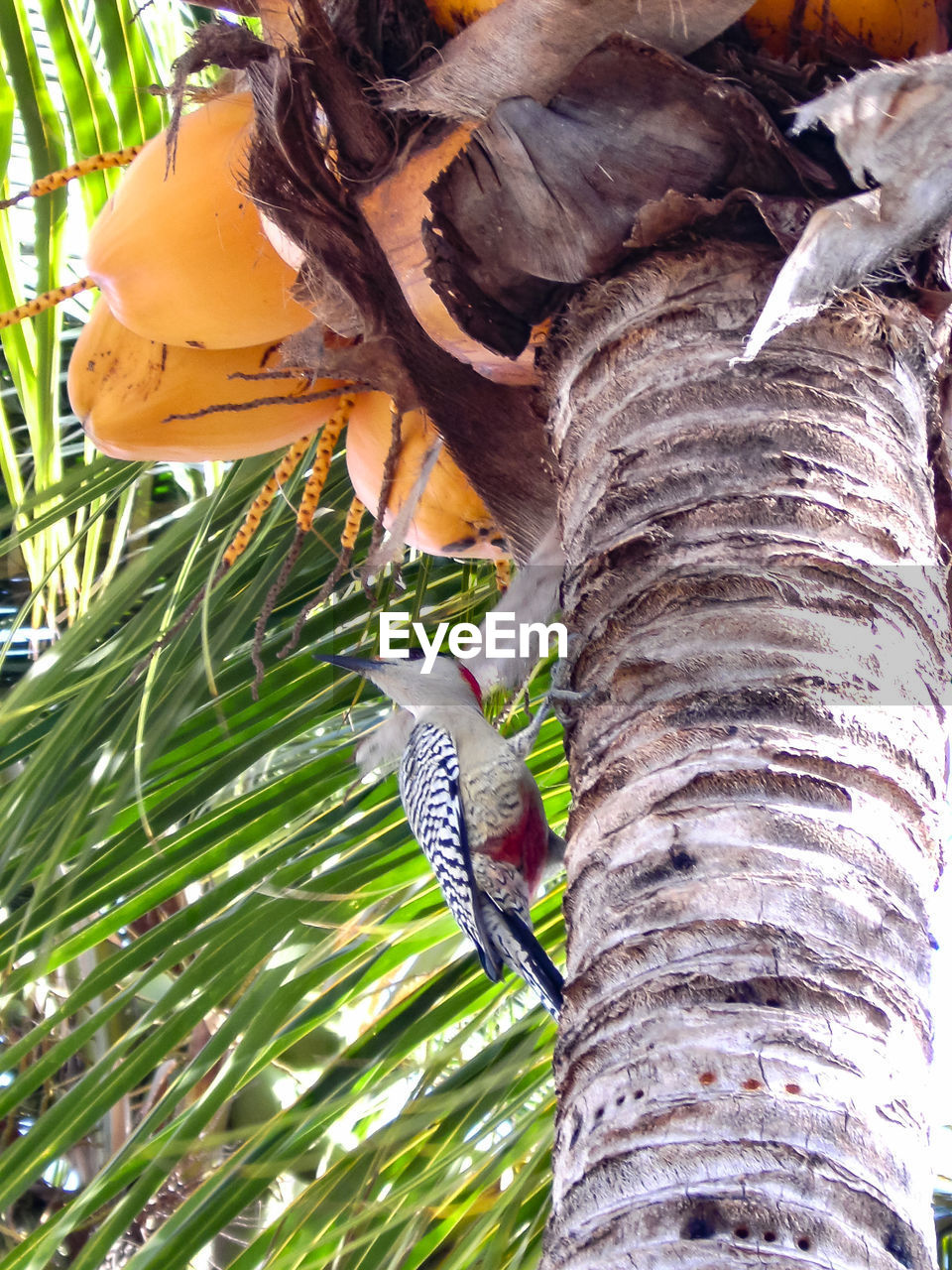 CLOSE-UP OF BIRD ON TREE TRUNK