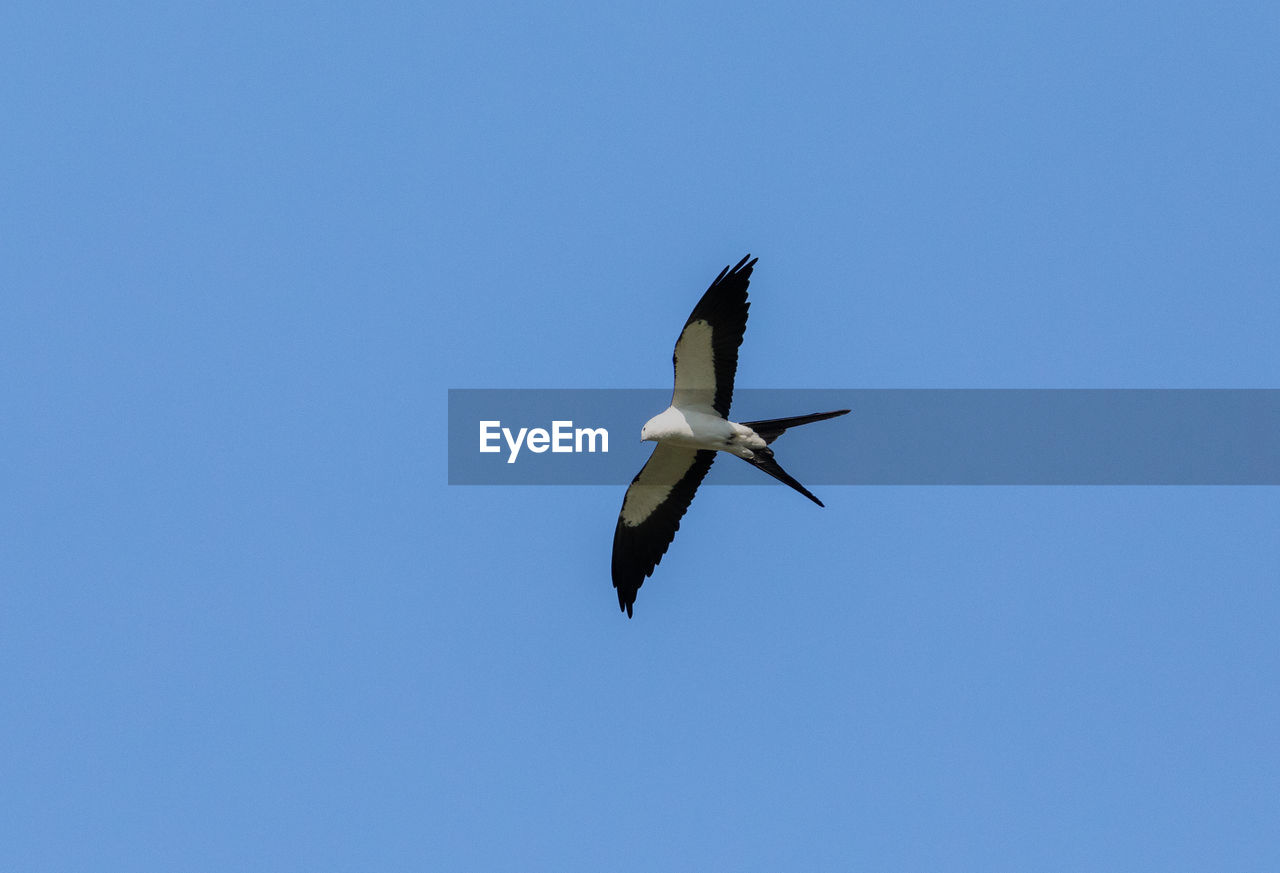 LOW ANGLE VIEW OF A BIRD FLYING