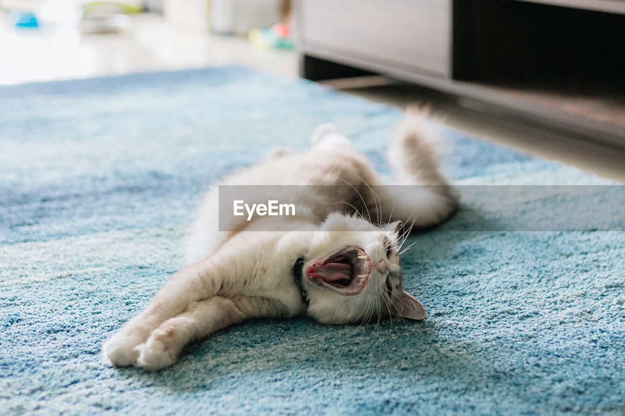 close-up of cat lying on floor at home